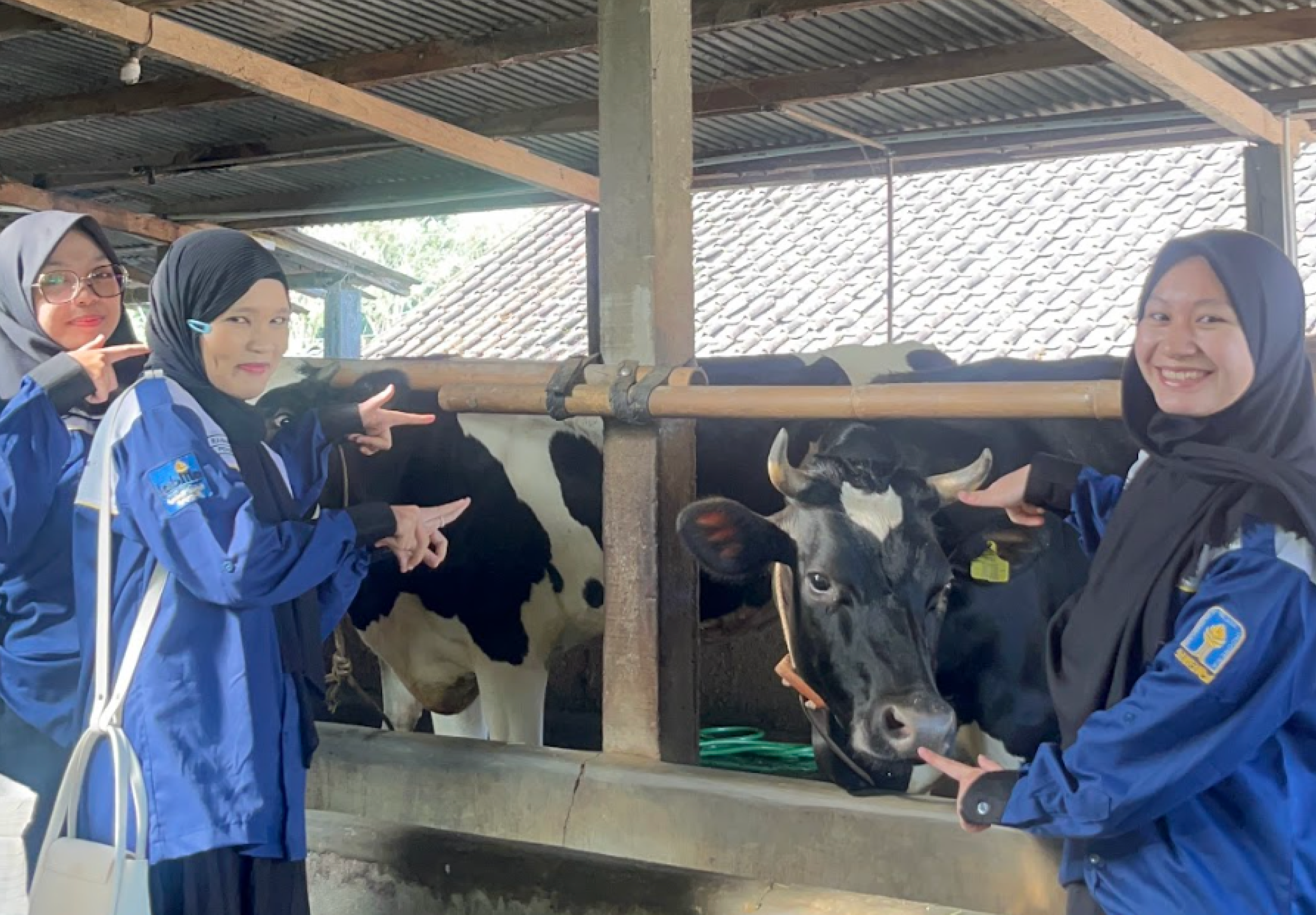 Pentingnya Pemberdayaan Perempuan dalam Industri Susu Sapi