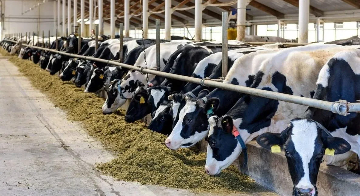 Inovasi Teknologi dalam Pengolahan Susu Sapi: Meningkatkan Kualitas dan Produktivitas